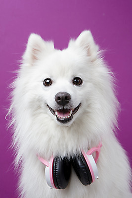 포토 JPG 스튜디오촬영 동물 한마리 반려견 음악 실내 누끼 근접촬영 사람없음 앞모습 반려동물 귀여움 헤드폰 개 강아지 오브젝트 반려 보라색배경 스피츠 국내포토 1 뷰포인트 음향기기 백그라운드 컨셉 포유류 문화예술 내부 보라색 파일형식