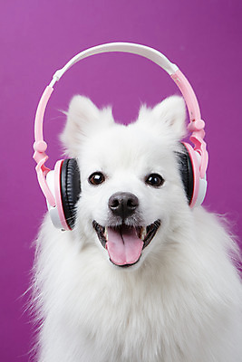 포토 JPG 스튜디오촬영 동물 한마리 반려견 음악 실내 누끼 근접촬영 사람없음 앞모습 반려동물 귀여움 헤드폰 개 강아지 오브젝트 반려 보라색배경 스피츠 국내포토 1 뷰포인트 음향기기 백그라운드 컨셉 포유류 문화예술 내부 보라색 파일형식