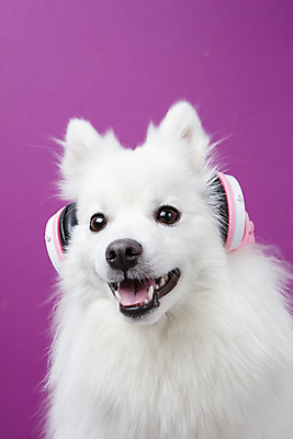 포토 JPG 스튜디오촬영 동물 한마리 반려견 음악 실내 누끼 근접촬영 사람없음 앞모습 반려동물 귀여움 헤드폰 개 강아지 오브젝트 반려 보라색배경 스피츠 국내포토 1 뷰포인트 음향기기 백그라운드 컨셉 포유류 문화예술 내부 보라색 파일형식