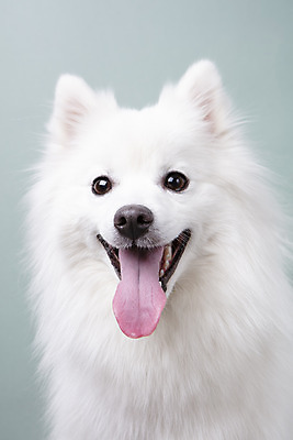 포토 JPG 스튜디오촬영 동물 한마리 반려견 실내 누끼 근접촬영 사람없음 앞모습 반려동물 귀여움 개 강아지 파란배경 반려 스피츠 국내포토 1 뷰포인트 백그라운드 컨셉 포유류 내부 파란색 파일형식