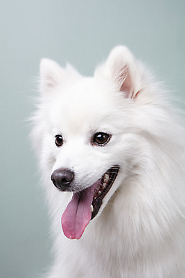 포토 JPG 스튜디오촬영 동물 한마리 반려견 실내 누끼 근접촬영 사람없음 앞모습 반려동물 귀여움 개 강아지 파란배경 반려 스피츠 국내포토 1 뷰포인트 백그라운드 컨셉 포유류 내부 파란색 파일형식