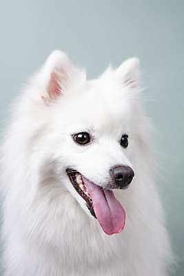 포토 JPG 스튜디오촬영 동물 한마리 반려견 실내 누끼 근접촬영 사람없음 앞모습 반려동물 귀여움 개 강아지 파란배경 반려 스피츠 국내포토 1 뷰포인트 백그라운드 컨셉 포유류 내부 파란색 파일형식