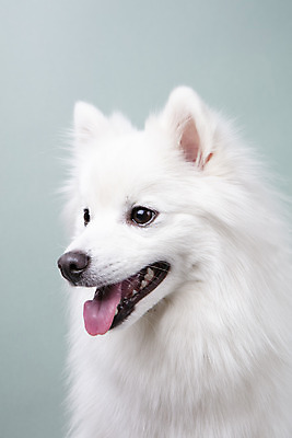 포토 JPG 스튜디오촬영 동물 한마리 응시 반려견 실내 누끼 근접촬영 사람없음 옆모습 반려동물 귀여움 개 강아지 파란배경 반려 스피츠 국내포토 1 시선 뷰포인트 백그라운드 컨셉 포유류 내부 파란색 파일형식