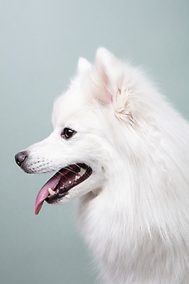 포토 JPG 스튜디오촬영 동물 한마리 응시 반려견 실내 누끼 근접촬영 사람없음 옆모습 반려동물 귀여움 개 강아지 파란배경 반려 스피츠 국내포토 1 시선 뷰포인트 백그라운드 컨셉 포유류 내부 파란색 파일형식