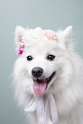 포토 JPG 스튜디오촬영 동물 한마리 꽃 반려견 실내 누끼 근접촬영 사람없음 앞모습 반려동물 귀여움 화관 개 강아지 오브젝트 파란배경 반려 스피츠 국내포토 식물 1 뷰포인트 백그라운드 컨셉 포유류 내부 파란색 파일형식