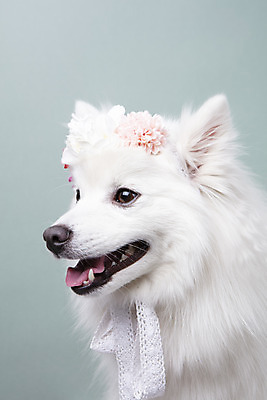 포토 JPG 스튜디오촬영 동물 한마리 꽃 반려견 실내 누끼 근접촬영 사람없음 앞모습 반려동물 귀여움 화관 개 강아지 오브젝트 파란배경 반려 스피츠 국내포토 식물 1 뷰포인트 백그라운드 컨셉 포유류 내부 파란색 파일형식