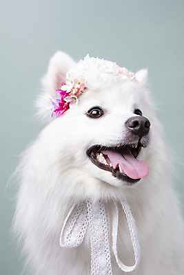 포토 JPG 스튜디오촬영 동물 한마리 꽃 반려견 실내 누끼 근접촬영 사람없음 앞모습 반려동물 귀여움 화관 개 강아지 오브젝트 파란배경 반려 스피츠 국내포토 식물 1 뷰포인트 백그라운드 컨셉 포유류 내부 파란색 파일형식