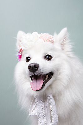 포토 JPG 스튜디오촬영 동물 한마리 꽃 반려견 실내 누끼 근접촬영 사람없음 앞모습 반려동물 귀여움 화관 개 강아지 오브젝트 파란배경 반려 스피츠 국내포토 식물 1 뷰포인트 백그라운드 컨셉 포유류 내부 파란색 파일형식