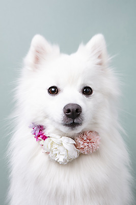 포토 JPG 스튜디오촬영 동물 한마리 꽃 반려견 실내 누끼 근접촬영 사람없음 앞모습 반려동물 귀여움 화관 개 강아지 오브젝트 파란배경 반려 스피츠 국내포토 식물 1 뷰포인트 백그라운드 컨셉 포유류 내부 파란색 파일형식