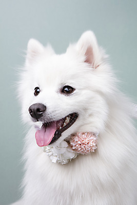 포토 JPG 스튜디오촬영 동물 한마리 꽃 반려견 실내 누끼 근접촬영 사람없음 앞모습 반려동물 귀여움 화관 개 강아지 오브젝트 파란배경 반려 스피츠 국내포토 식물 1 뷰포인트 백그라운드 컨셉 포유류 내부 파란색 파일형식