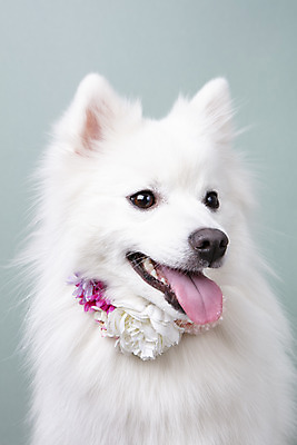 포토 JPG 스튜디오촬영 동물 한마리 꽃 반려견 실내 누끼 근접촬영 사람없음 앞모습 반려동물 귀여움 화관 개 강아지 오브젝트 파란배경 반려 스피츠 국내포토 식물 1 뷰포인트 백그라운드 컨셉 포유류 내부 파란색 파일형식