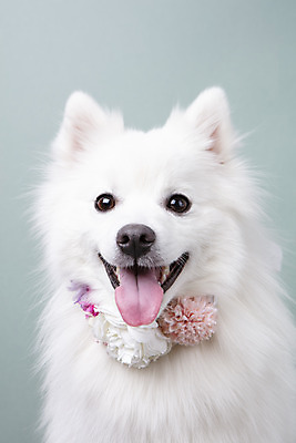 포토 JPG 스튜디오촬영 동물 한마리 꽃 반려견 실내 누끼 근접촬영 사람없음 앞모습 반려동물 귀여움 화관 개 강아지 오브젝트 파란배경 반려 스피츠 국내포토 식물 1 뷰포인트 백그라운드 컨셉 포유류 내부 파란색 파일형식