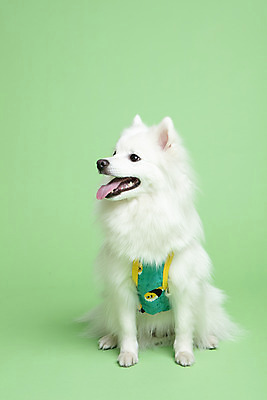 포토 JPG 스튜디오촬영 동물 한마리 옷 반려견 실내 누끼 사람없음 앞모습 반려동물 귀여움 개 강아지 강아지옷 반려 초록배경 스피츠 국내포토 1 뷰포인트 백그라운드 컨셉 포유류 내부 초록색 애견용품 파일형식