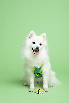 포토 JPG 스튜디오촬영 동물 한마리 반려견 실내 누끼 사람없음 앞모습 반려동물 장난감 귀여움 개 강아지 오브젝트 강아지옷 반려 초록배경 스피츠 국내포토 1 뷰포인트 백그라운드 컨셉 포유류 내부 초록색 애견용품 파일형식