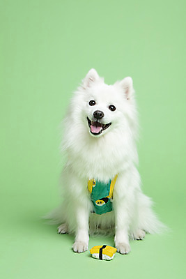 포토 JPG 스튜디오촬영 동물 한마리 반려견 실내 누끼 사람없음 앞모습 반려동물 장난감 귀여움 개 강아지 오브젝트 강아지옷 반려 초록배경 스피츠 국내포토 1 뷰포인트 백그라운드 컨셉 포유류 내부 초록색 애견용품 파일형식