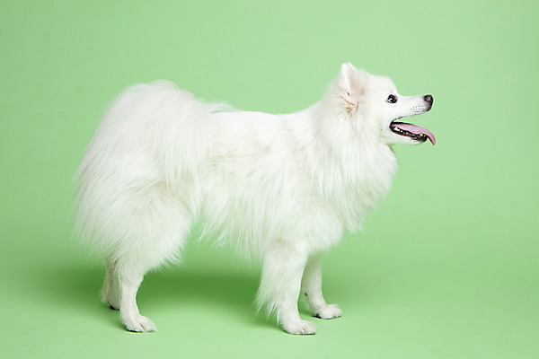 포토 JPG 스튜디오촬영 동물 한마리 응시 반려견 실내 누끼 사람없음 옆모습 반려동물 귀여움 개 강아지 반려 초록배경 스피츠 국내포토 1 시선 뷰포인트 백그라운드 컨셉 포유류 내부 초록색 파일형식