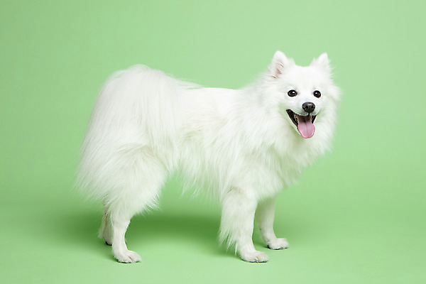 포토 JPG 스튜디오촬영 동물 한마리 응시 반려견 실내 누끼 사람없음 옆모습 반려동물 귀여움 개 강아지 반려 초록배경 스피츠 국내포토 1 시선 뷰포인트 백그라운드 컨셉 포유류 내부 초록색 파일형식