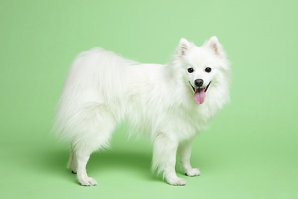 포토 JPG 스튜디오촬영 동물 한마리 응시 반려견 실내 누끼 사람없음 옆모습 반려동물 귀여움 개 강아지 반려 초록배경 스피츠 국내포토 1 시선 뷰포인트 백그라운드 컨셉 포유류 내부 초록색 파일형식