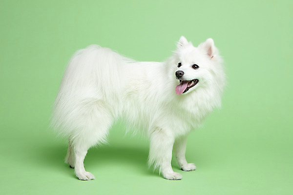 포토 JPG 스튜디오촬영 동물 한마리 응시 반려견 실내 누끼 사람없음 옆모습 반려동물 귀여움 개 강아지 반려 초록배경 스피츠 국내포토 1 시선 뷰포인트 백그라운드 컨셉 포유류 내부 초록색 파일형식