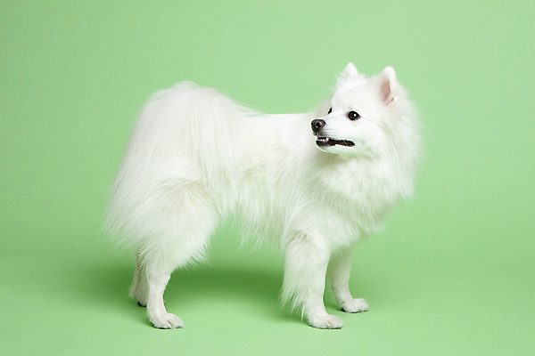 포토 JPG 스튜디오촬영 동물 한마리 응시 반려견 실내 누끼 사람없음 옆모습 반려동물 귀여움 개 강아지 반려 초록배경 스피츠 국내포토 1 시선 뷰포인트 백그라운드 컨셉 포유류 내부 초록색 파일형식