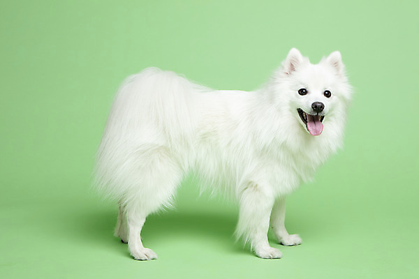 포토 JPG 스튜디오촬영 동물 한마리 응시 반려견 실내 누끼 사람없음 옆모습 반려동물 귀여움 개 강아지 반려 초록배경 스피츠 국내포토 1 시선 뷰포인트 백그라운드 컨셉 포유류 내부 초록색 파일형식