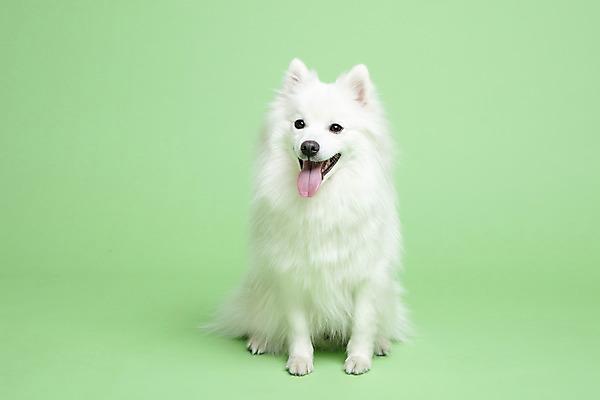 포토 JPG 스튜디오촬영 동물 한마리 반려견 실내 누끼 사람없음 앞모습 반려동물 귀여움 개 강아지 반려 초록배경 스피츠 국내포토 1 뷰포인트 백그라운드 컨셉 포유류 내부 초록색 파일형식