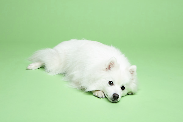 포토 JPG 스튜디오촬영 동물 한마리 반려견 실내 누끼 사람없음 옆모습 반려동물 귀여움 개 강아지 반려 초록배경 스피츠 국내포토 1 뷰포인트 백그라운드 컨셉 포유류 내부 초록색 파일형식