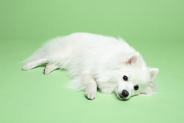 포토 JPG 스튜디오촬영 동물 한마리 반려견 실내 누끼 사람없음 옆모습 반려동물 귀여움 개 강아지 반려 초록배경 스피츠 국내포토 1 뷰포인트 백그라운드 컨셉 포유류 내부 초록색 파일형식
