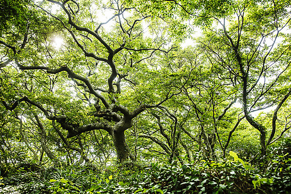 포토 JPG 주간 나무 바다 섬 여행 한국 풍경 사람없음 야외 관광지 전라남도 국내여행 서해안 소사나무 송이도 영광군 국내포토 자연요소 식물 아시아 전라도 영광 파일형식