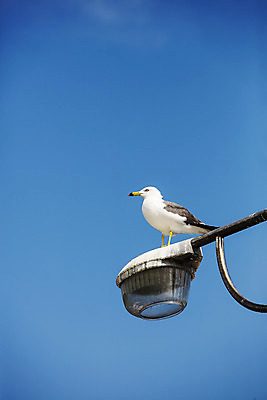 포토 JPG 주간 한마리 섬 여행 가로등 갈매기 한국 풍경 사람없음 야외 관광지 항구 전라남도 국내여행 서해안 송이도 영광군 국내포토 자연요소 1 공공시설 아시아 교통시설 조류 전라도 영광 파일형식