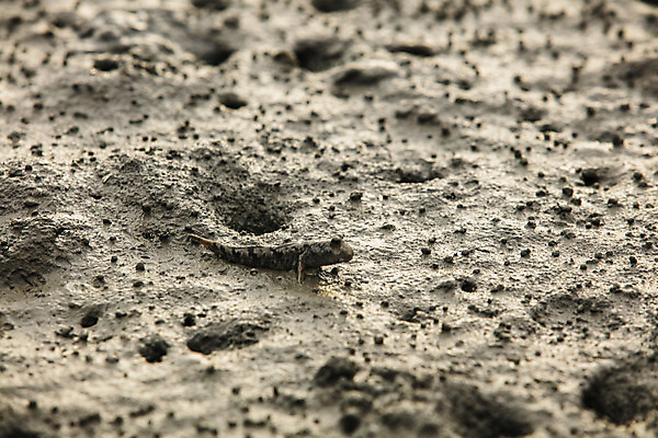 포토 JPG 주간 여행 한국 풍경 사람없음 야외 관광지 전라남도 갯벌 국내여행 망둥어 영광군 국내포토 자연요소 아시아 전라도 파일형식