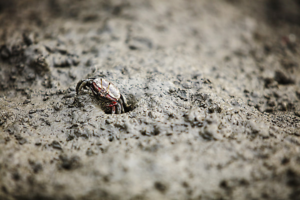 포토 JPG 주간 여행 한국 풍경 근접촬영 사람없음 야외 관광지 게 전라남도 갯벌 국내여행 영광군 국내포토 자연요소 아시아 뷰포인트 갑각류 전라도 파일형식