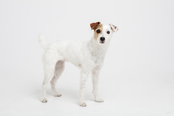 포토 JPG 스튜디오촬영 동물 한마리 반려견 실내 사람없음 옆모습 반려동물 귀여움 개 강아지 흰배경 반려 파슨러셀테리어 국내포토 1 뷰포인트 백그라운드 컨셉 포유류 내부 흰색 테리어 파일형식