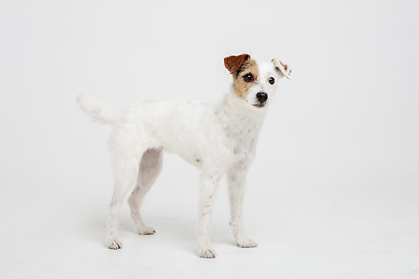 포토 JPG 스튜디오촬영 동물 한마리 반려견 실내 사람없음 옆모습 반려동물 귀여움 개 강아지 흰배경 반려 파슨러셀테리어 국내포토 1 뷰포인트 백그라운드 컨셉 포유류 내부 흰색 테리어 파일형식