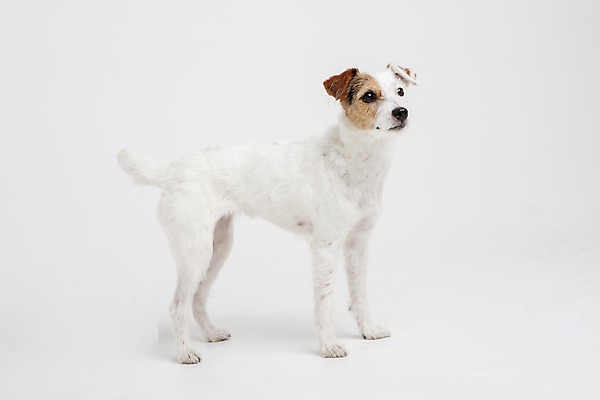 포토 JPG 스튜디오촬영 동물 한마리 반려견 실내 사람없음 옆모습 반려동물 귀여움 개 강아지 흰배경 반려 파슨러셀테리어 국내포토 1 뷰포인트 백그라운드 컨셉 포유류 내부 흰색 테리어 파일형식