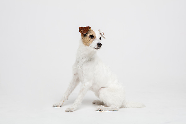 포토 JPG 스튜디오촬영 동물 한마리 반려견 실내 사람없음 앞모습 반려동물 귀여움 개 강아지 흰배경 반려 파슨러셀테리어 국내포토 1 뷰포인트 백그라운드 컨셉 포유류 내부 흰색 테리어 파일형식