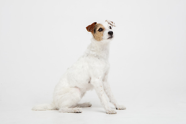 포토 JPG 스튜디오촬영 동물 한마리 반려견 실내 사람없음 옆모습 반려동물 귀여움 개 강아지 흰배경 반려 파슨러셀테리어 국내포토 1 뷰포인트 백그라운드 컨셉 포유류 내부 흰색 테리어 파일형식