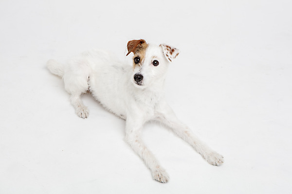 포토 JPG 스튜디오촬영 동물 한마리 반려견 실내 사람없음 앞모습 반려동물 귀여움 개 강아지 흰배경 반려 파슨러셀테리어 국내포토 1 뷰포인트 백그라운드 컨셉 포유류 내부 흰색 테리어 파일형식