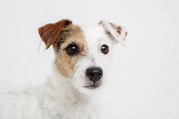 포토 JPG 스튜디오촬영 동물 한마리 반려견 실내 근접촬영 사람없음 앞모습 반려동물 귀여움 개 강아지 흰배경 반려 파슨러셀테리어 국내포토 1 뷰포인트 백그라운드 컨셉 포유류 내부 흰색 테리어 파일형식