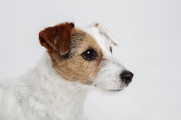 포토 JPG 스튜디오촬영 동물 한마리 반려견 실내 근접촬영 사람없음 옆모습 반려동물 귀여움 개 강아지 흰배경 반려 파슨러셀테리어 국내포토 1 뷰포인트 백그라운드 컨셉 포유류 내부 흰색 테리어 파일형식