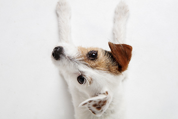 포토 JPG 스튜디오촬영 동물 한마리 반려견 실내 근접촬영 사람없음 뒷모습 반려동물 귀여움 개 강아지 흰배경 반려 파슨러셀테리어 국내포토 1 뷰포인트 백그라운드 컨셉 포유류 내부 흰색 테리어 파일형식