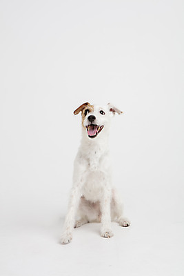 포토 JPG 스튜디오촬영 동물 한마리 반려견 실내 사람없음 앞모습 반려동물 귀여움 개 강아지 흰배경 반려 파슨러셀테리어 국내포토 1 뷰포인트 백그라운드 컨셉 포유류 내부 흰색 테리어 파일형식
