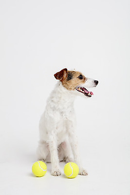 포토 JPG 스튜디오촬영 동물 한마리 반려견 실내 사람없음 앞모습 반려동물 장난감 귀여움 개 강아지 테니스공 오브젝트 흰배경 반려 파슨러셀테리어 국내포토 1 뷰포인트 백그라운드 컨셉 공 포유류 내부 흰색 테니스용품 테리어 파일형식