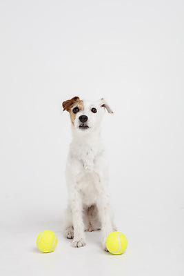 포토 JPG 스튜디오촬영 동물 한마리 반려견 실내 사람없음 앞모습 반려동물 장난감 귀여움 개 강아지 테니스공 오브젝트 흰배경 반려 파슨러셀테리어 국내포토 1 뷰포인트 백그라운드 컨셉 공 포유류 내부 흰색 테니스용품 테리어 파일형식