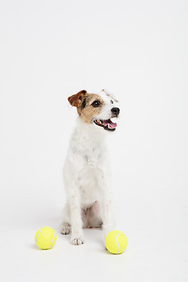 포토 JPG 스튜디오촬영 동물 한마리 반려견 실내 사람없음 앞모습 반려동물 장난감 귀여움 개 강아지 테니스공 오브젝트 흰배경 반려 파슨러셀테리어 국내포토 1 뷰포인트 백그라운드 컨셉 공 포유류 내부 흰색 테니스용품 테리어 파일형식