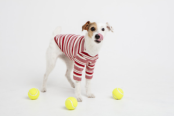 포토 JPG 스튜디오촬영 동물 한마리 옷 반려견 실내 사람없음 앞모습 반려동물 장난감 귀여움 개 강아지 테니스공 오브젝트 흰배경 강아지옷 반려 파슨러셀테리어 국내포토 1 뷰포인트 백그라운드 컨셉 공 포유류 내부 흰색 테니스용품 테리어 애견용품 파일형식