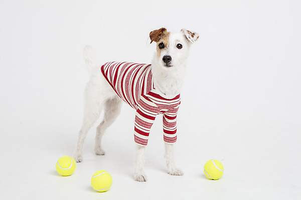 포토 JPG 스튜디오촬영 동물 한마리 옷 반려견 실내 사람없음 옆모습 반려동물 장난감 귀여움 개 강아지 테니스공 오브젝트 흰배경 강아지옷 반려 파슨러셀테리어 국내포토 1 뷰포인트 백그라운드 컨셉 공 포유류 내부 흰색 테니스용품 테리어 애견용품 파일형식