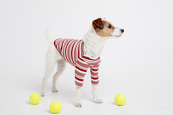 포토 JPG 스튜디오촬영 동물 한마리 옷 반려견 실내 사람없음 옆모습 반려동물 귀여움 개 강아지 흰배경 강아지옷 반려 파슨러셀테리어 국내포토 1 뷰포인트 백그라운드 컨셉 포유류 내부 흰색 테리어 애견용품 파일형식