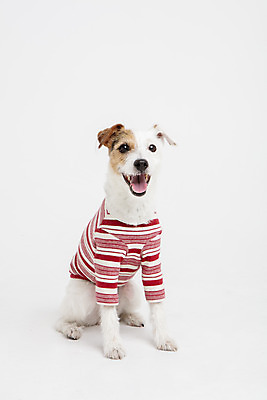 포토 JPG 스튜디오촬영 동물 한마리 옷 반려견 실내 사람없음 앞모습 반려동물 귀여움 개 강아지 흰배경 강아지옷 반려 파슨러셀테리어 국내포토 1 뷰포인트 백그라운드 컨셉 포유류 내부 흰색 테리어 애견용품 파일형식