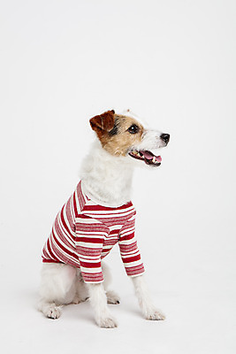 포토 JPG 스튜디오촬영 동물 한마리 옷 반려견 실내 사람없음 옆모습 반려동물 귀여움 개 강아지 흰배경 강아지옷 반려 파슨러셀테리어 국내포토 1 뷰포인트 백그라운드 컨셉 포유류 내부 흰색 테리어 애견용품 파일형식